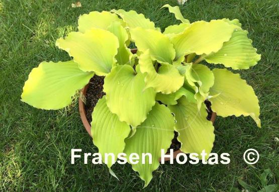 Hosta Jessica Alba